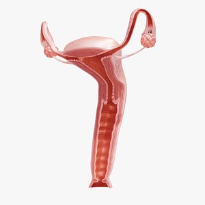 3D Uterus model