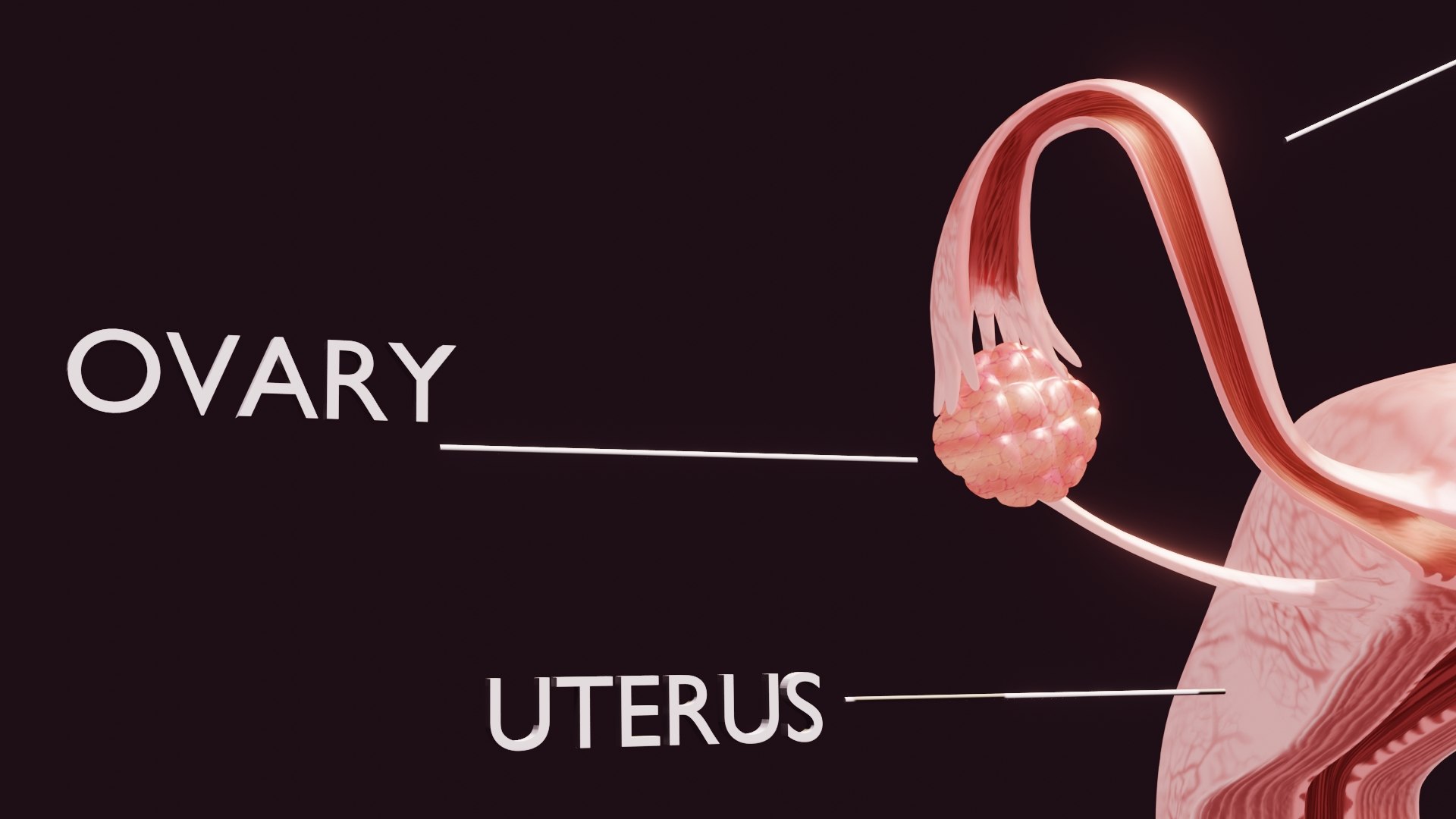 3D Uterus Model TurboSquid 2124749
