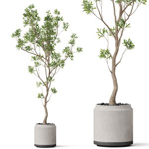 3D Plants collection 836