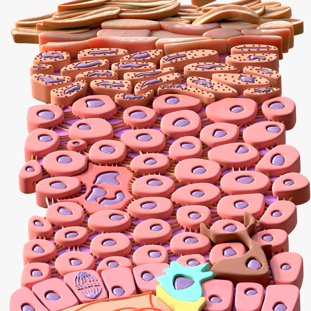3D Epidermis Cross Section model - TurboSquid 2010899