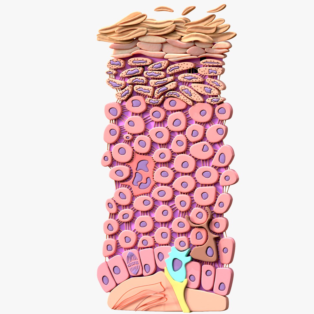 Querschnitt der Epidermis 3D-Modell - TurboSquid 2010899