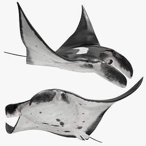 Marine Manta Ray Swim Glide Animated Rigged For Maya model