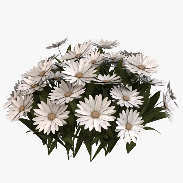 3D daisy flowers model