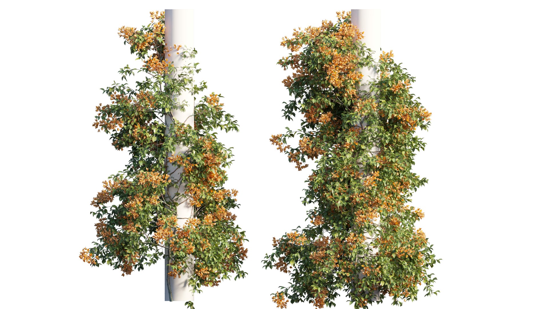 3D model Bougainvillea plant set 09 https://p.turbosquid.com/ts-thumb/Hh/rGimWN/2E/4_interactivelightmix/png/1641181090/1920x1080/fit_q87/8826ccfc0f245be2110ce50905dbbeaf199d48bb/4_interactivelightmix.jpg