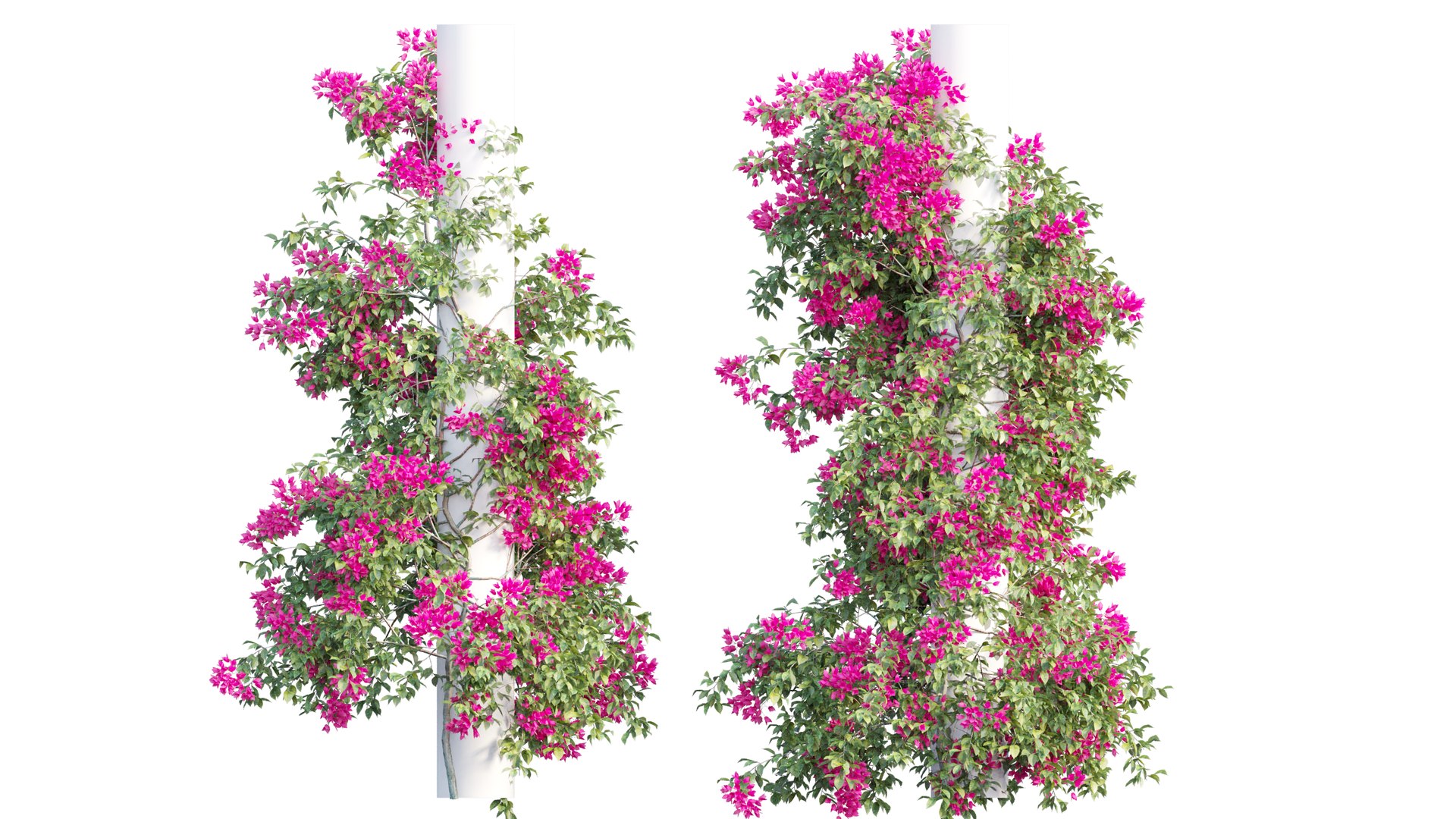 3D model Bougainvillea plant set 09 https://p.turbosquid.com/ts-thumb/Hh/rGimWN/Fr/2/png/1641181084/1920x1080/fit_q87/98a92a59873a608b33c97c8de5781629b41fa4a6/2.jpg