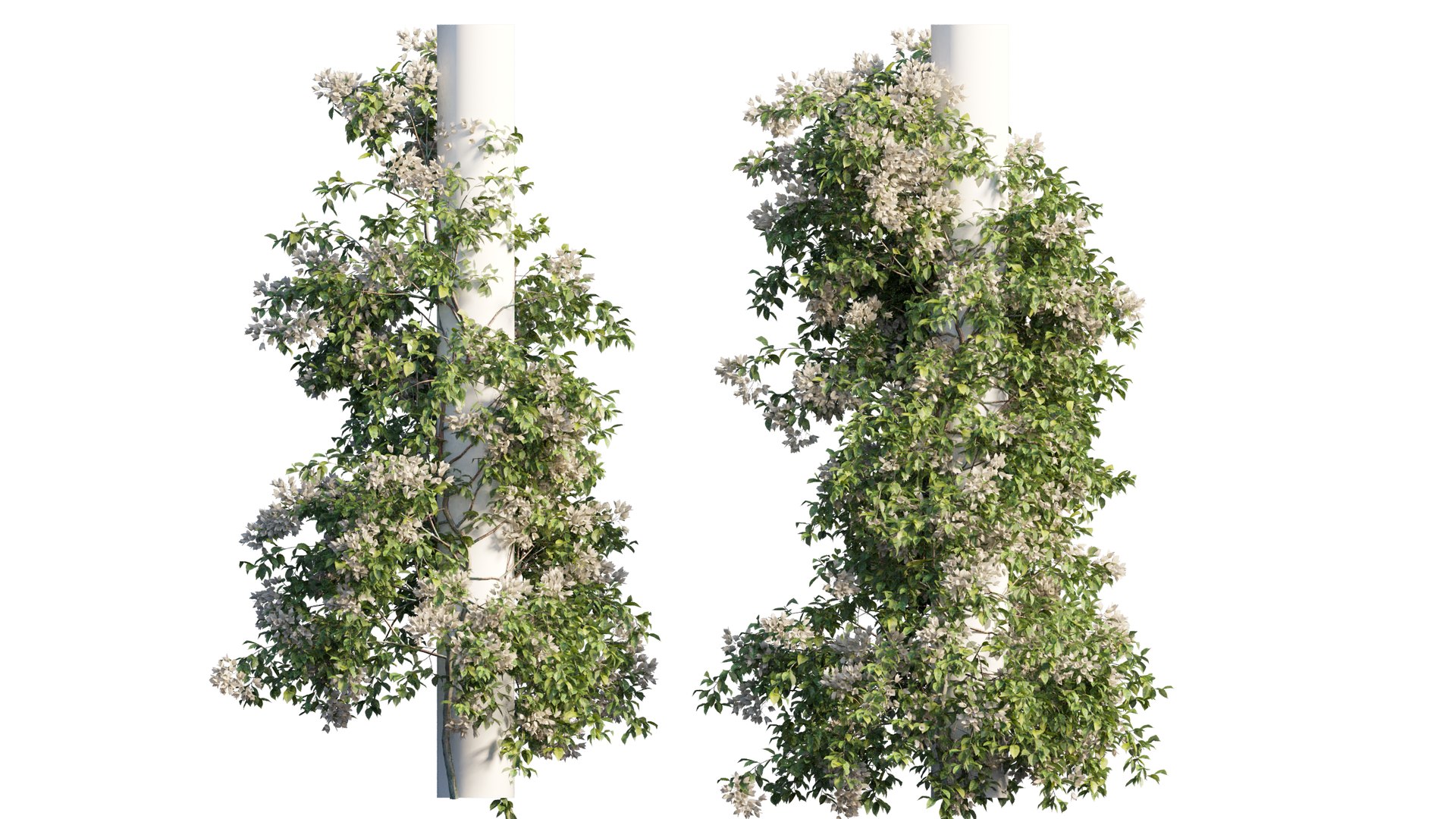 3D model Bougainvillea plant set 09 https://p.turbosquid.com/ts-thumb/Hh/rGimWN/l6/3_interactivelightmix/png/1641181084/1920x1080/fit_q87/85705c27baead7f9edbe73fe1326d82aa35e29a3/3_interactivelightmix.jpg