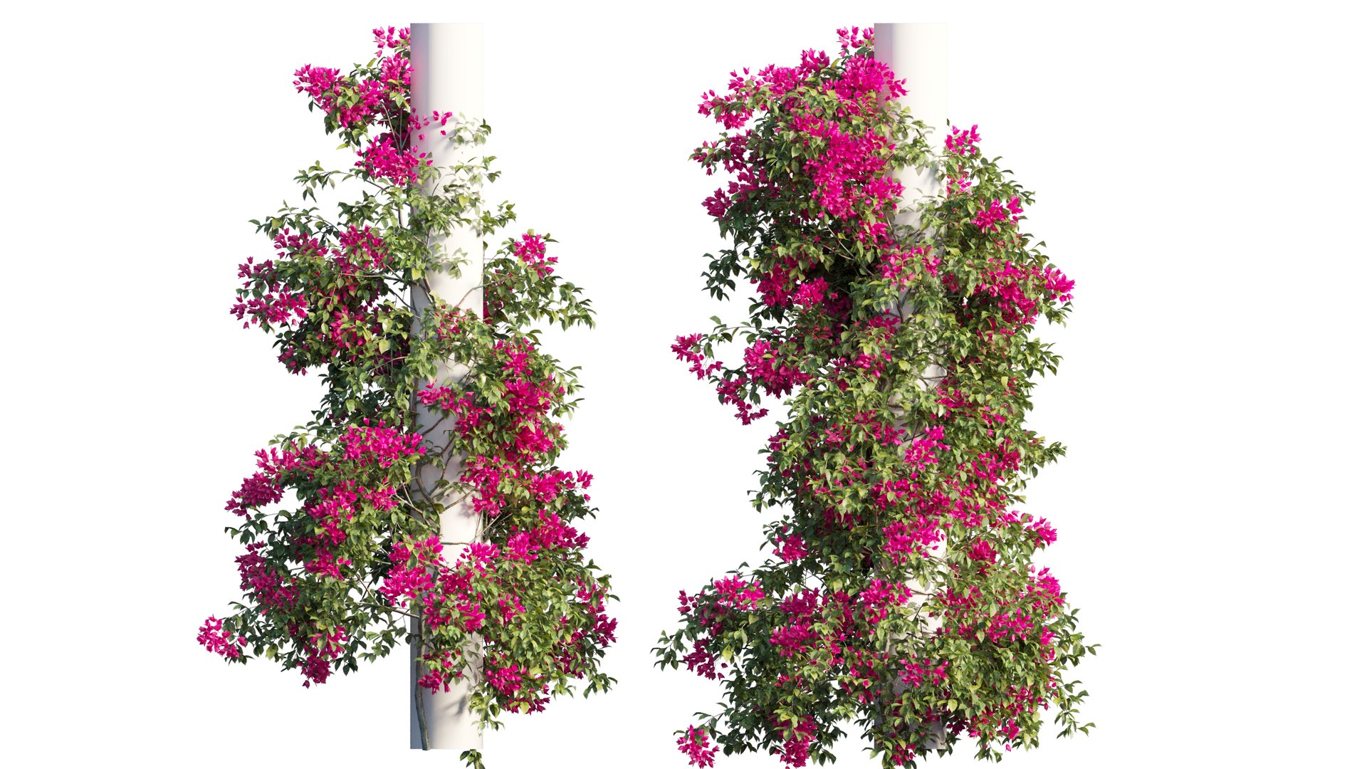 3D model Bougainvillea plant set 09 https://p.turbosquid.com/ts-thumb/Hh/rGimWN/py/2_interactivelightmix/png/1641181083/1920x1080/fit_q87/767a426b6589475109adea2bb8fc8723abb03bde/2_interactivelightmix.jpg