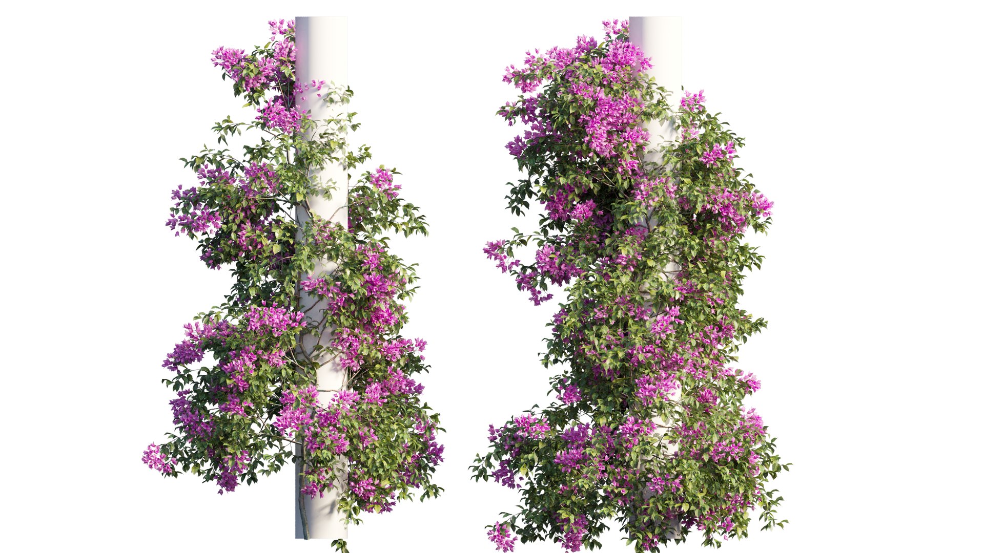 3D model Bougainvillea plant set 09 https://p.turbosquid.com/ts-thumb/Hh/rGimWN/s2/1_interactivelightmix/png/1641181082/1920x1080/fit_q87/16f1ebd065ae9efcff972f71a48d9fb0a574f80b/1_interactivelightmix.jpg