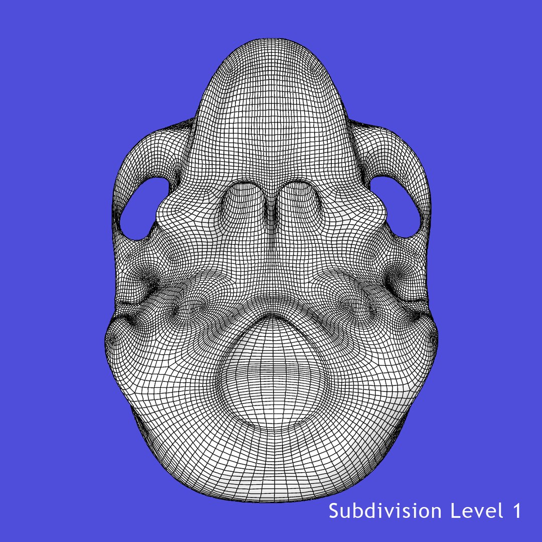3d x-ray skeleton female rigged