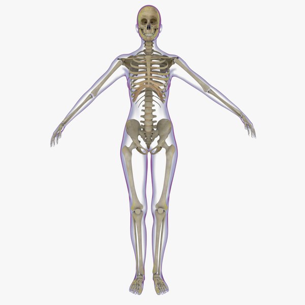 3d x-ray skeleton female rigged