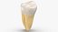 Human Molars Teeth Clean and Damaged Collection - 14 models 3D model