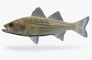 3ds max morone saxatilis striped bass