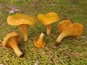 Chanterelle