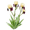 Purple Iris flower
