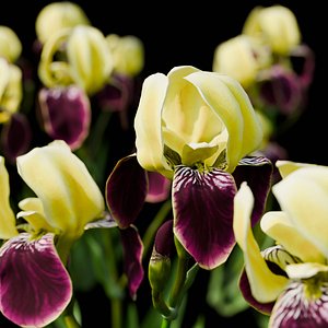 Purple Iris flower model