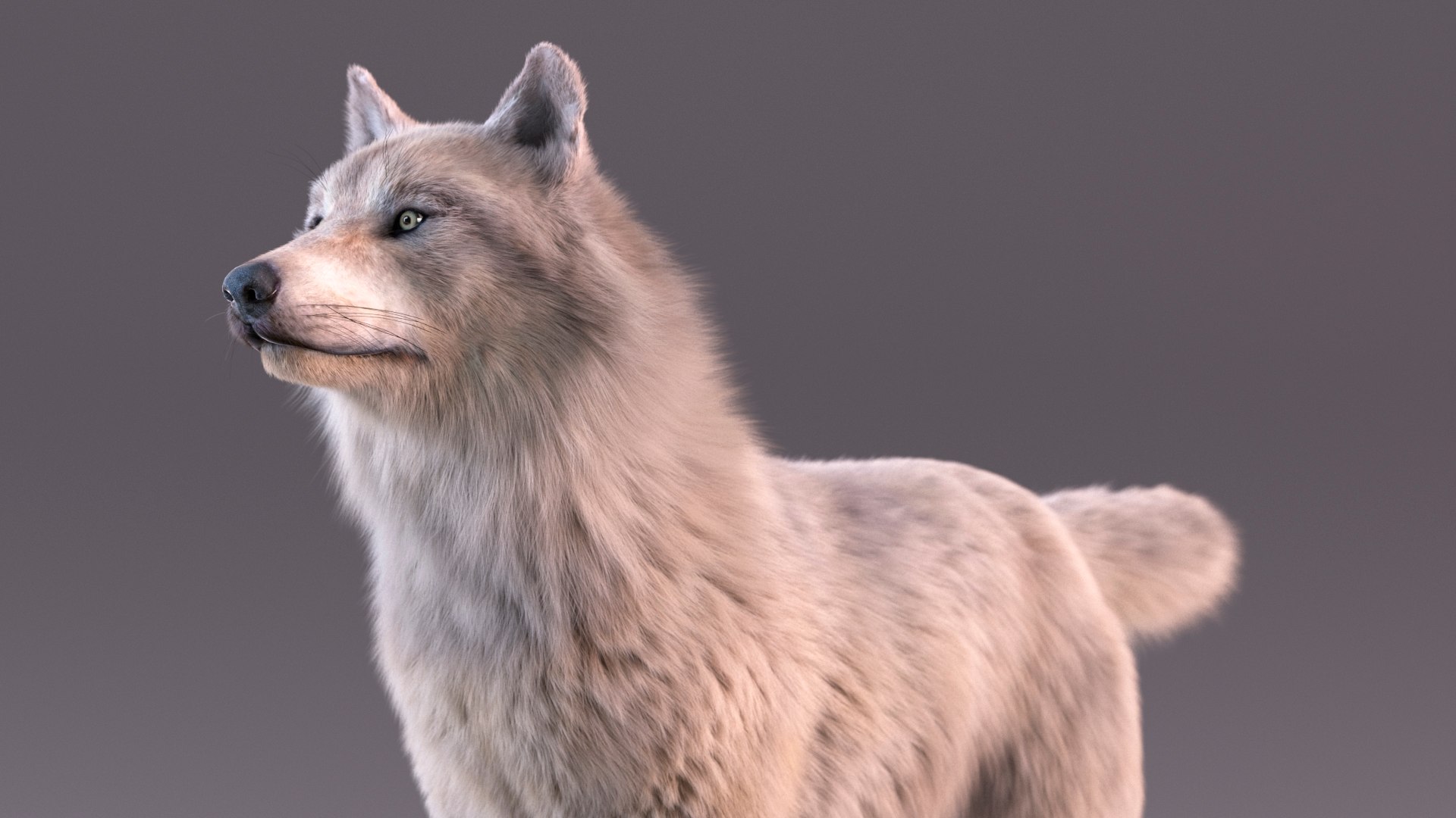 Polar Wolf Fur model https://p.turbosquid.com/ts-thumb/Hi/UrqkwG/9u/polarwolffurmb3dmodel009/jpg/1713309320/1920x1080/fit_q87/c1f94d82905822e377c32e62425a5d27f092c460/polarwolffurmb3dmodel009.jpg