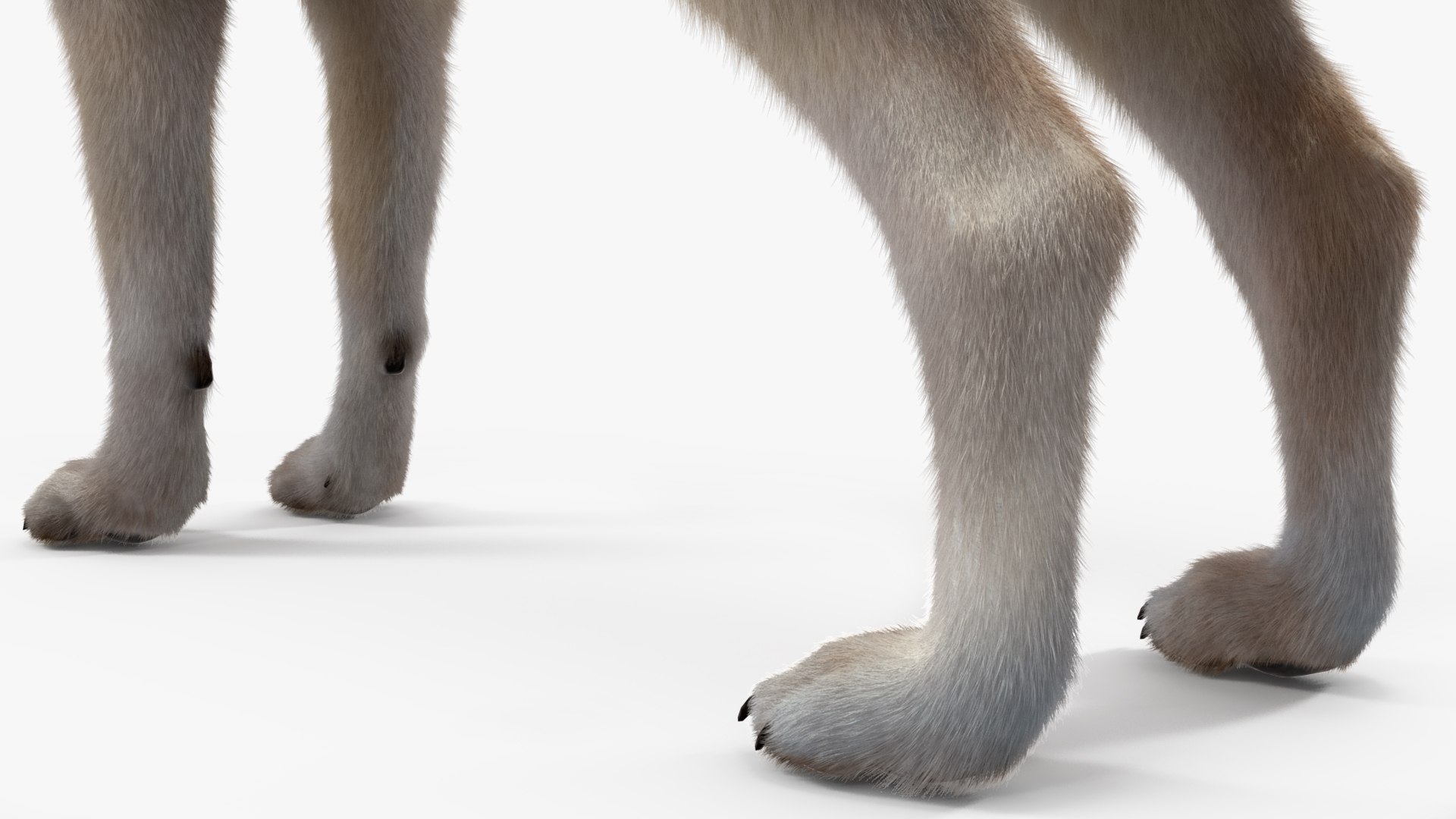 Polar Wolf Fur model https://p.turbosquid.com/ts-thumb/Hi/UrqkwG/FQ/polarwolffurmb3dmodel020/jpg/1713309359/1920x1080/fit_q87/896f762ef40ed24f173fcd37c0cc6fb2720b71fd/polarwolffurmb3dmodel020.jpg