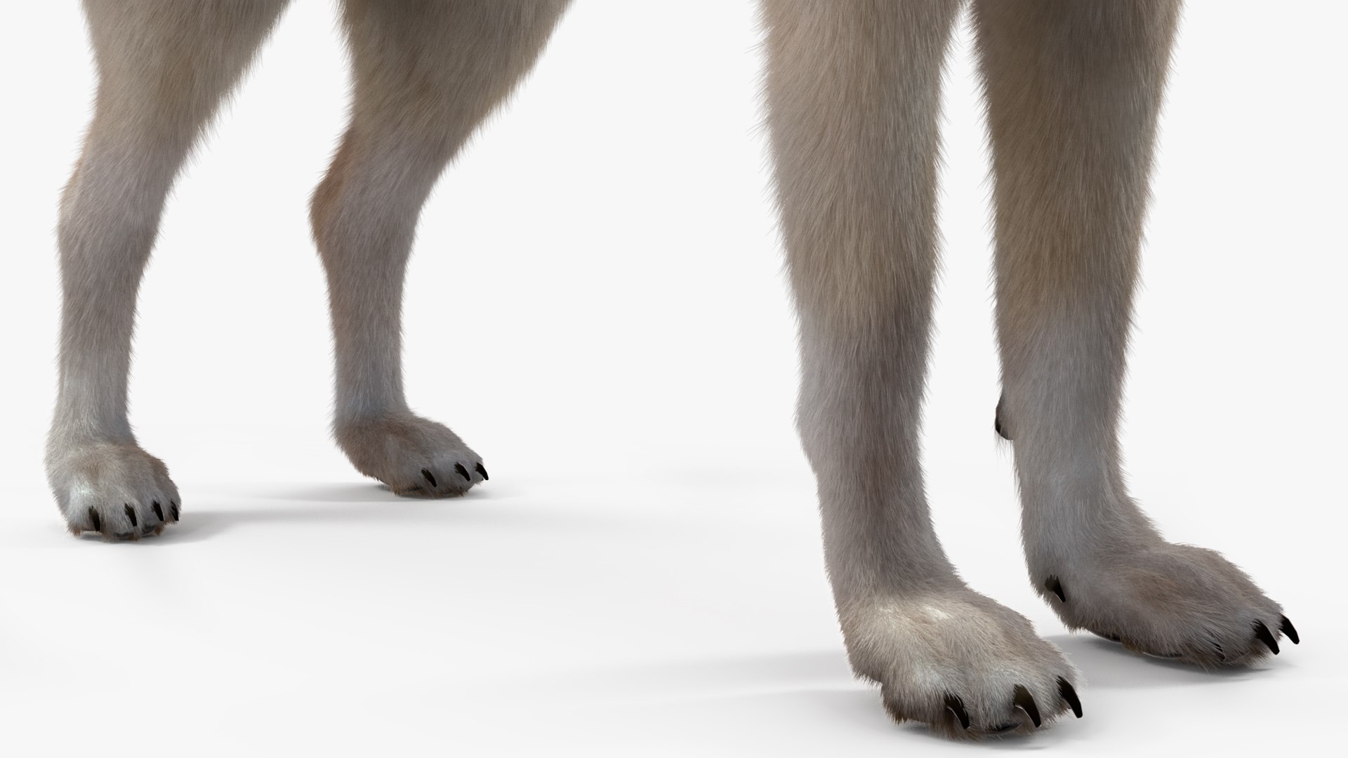 Polar Wolf Fur model https://p.turbosquid.com/ts-thumb/Hi/UrqkwG/Ga/polarwolffurmb3dmodel019/jpg/1713309356/1920x1080/fit_q87/4fdd931bce6a32023b62f0e90f5342b5c58c555a/polarwolffurmb3dmodel019.jpg