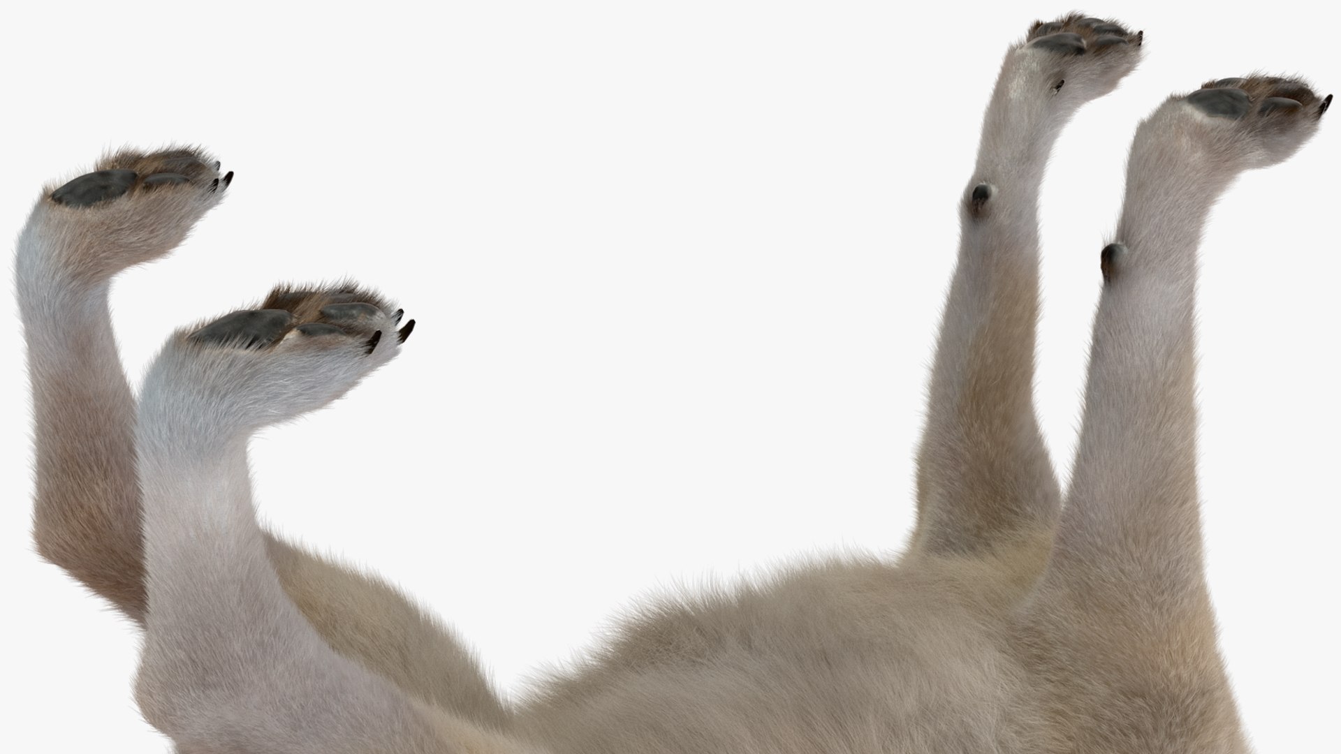 Polar Wolf Fur model https://p.turbosquid.com/ts-thumb/Hi/UrqkwG/JN/polarwolffurmb3dmodel014/jpg/1713309336/1920x1080/fit_q87/93cb4ed2e8599869e431b1fe6f7fb1e1c1a02554/polarwolffurmb3dmodel014.jpg