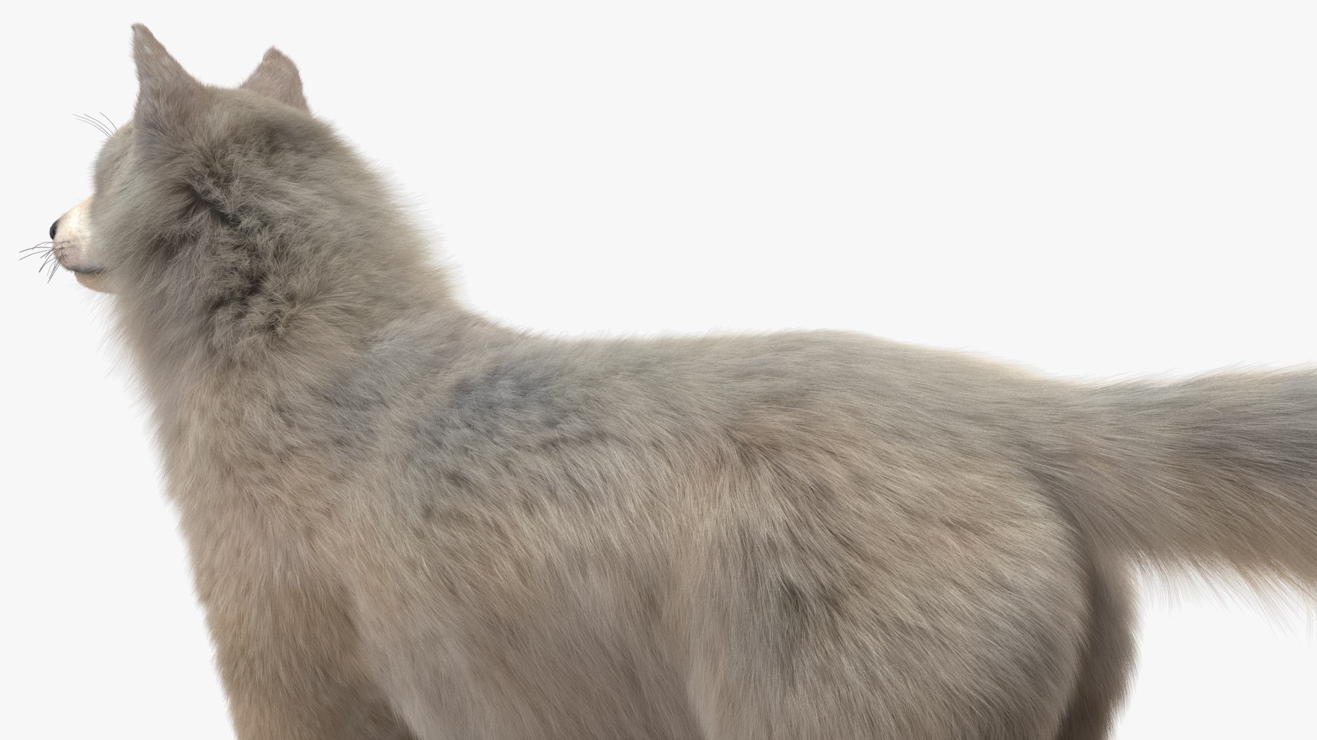 Polar Wolf Fur model https://p.turbosquid.com/ts-thumb/Hi/UrqkwG/KB/polarwolffurmb3dmodel017/jpg/1713309348/1920x1080/fit_q87/a9c6cc37be243fc487c0f9293e5c3b8668bc8260/polarwolffurmb3dmodel017.jpg