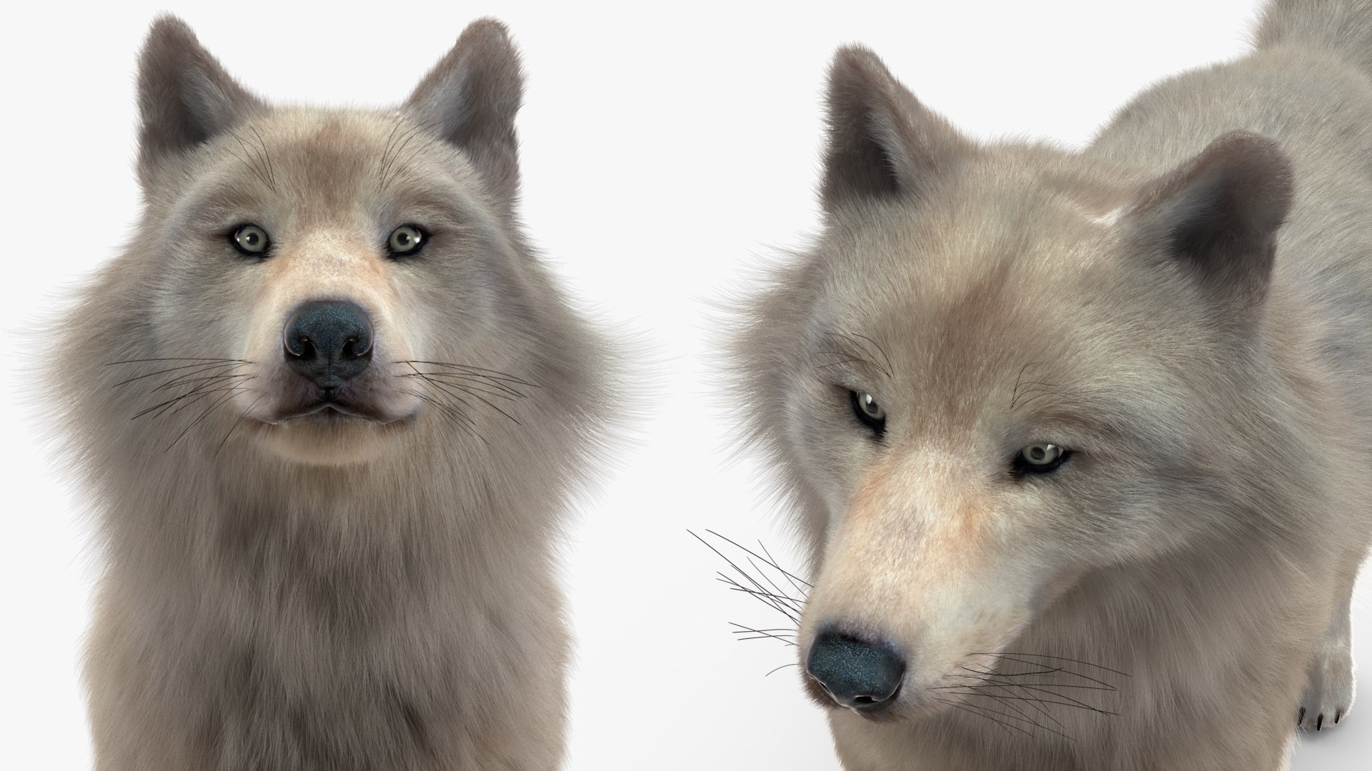 Polar Wolf Fur model https://p.turbosquid.com/ts-thumb/Hi/UrqkwG/RV/polarwolffurmb3dmodel022/jpg/1713309367/1920x1080/fit_q87/6d31a7f60546c2da9e93e3d65834cd7dc04697a5/polarwolffurmb3dmodel022.jpg