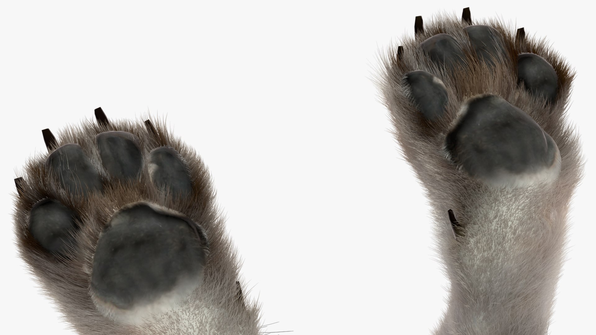Polar Wolf Fur model https://p.turbosquid.com/ts-thumb/Hi/UrqkwG/WG/polarwolffurmb3dmodel015/jpg/1713309340/1920x1080/fit_q87/32a264b959c7b2876e60618f2751f56743b0705d/polarwolffurmb3dmodel015.jpg