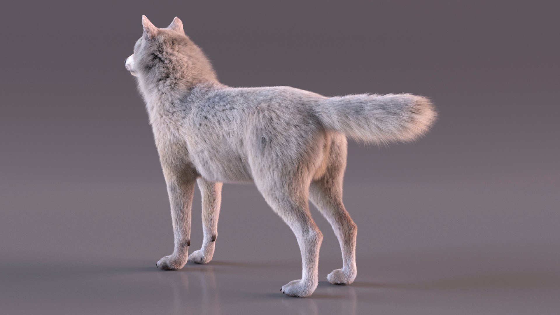 Polar Wolf Fur model https://p.turbosquid.com/ts-thumb/Hi/UrqkwG/Yu/polarwolffurmb3dmodel008/jpg/1713309315/1920x1080/fit_q87/22ae78eeb05208101f58eaeef60ce1623a77d370/polarwolffurmb3dmodel008.jpg