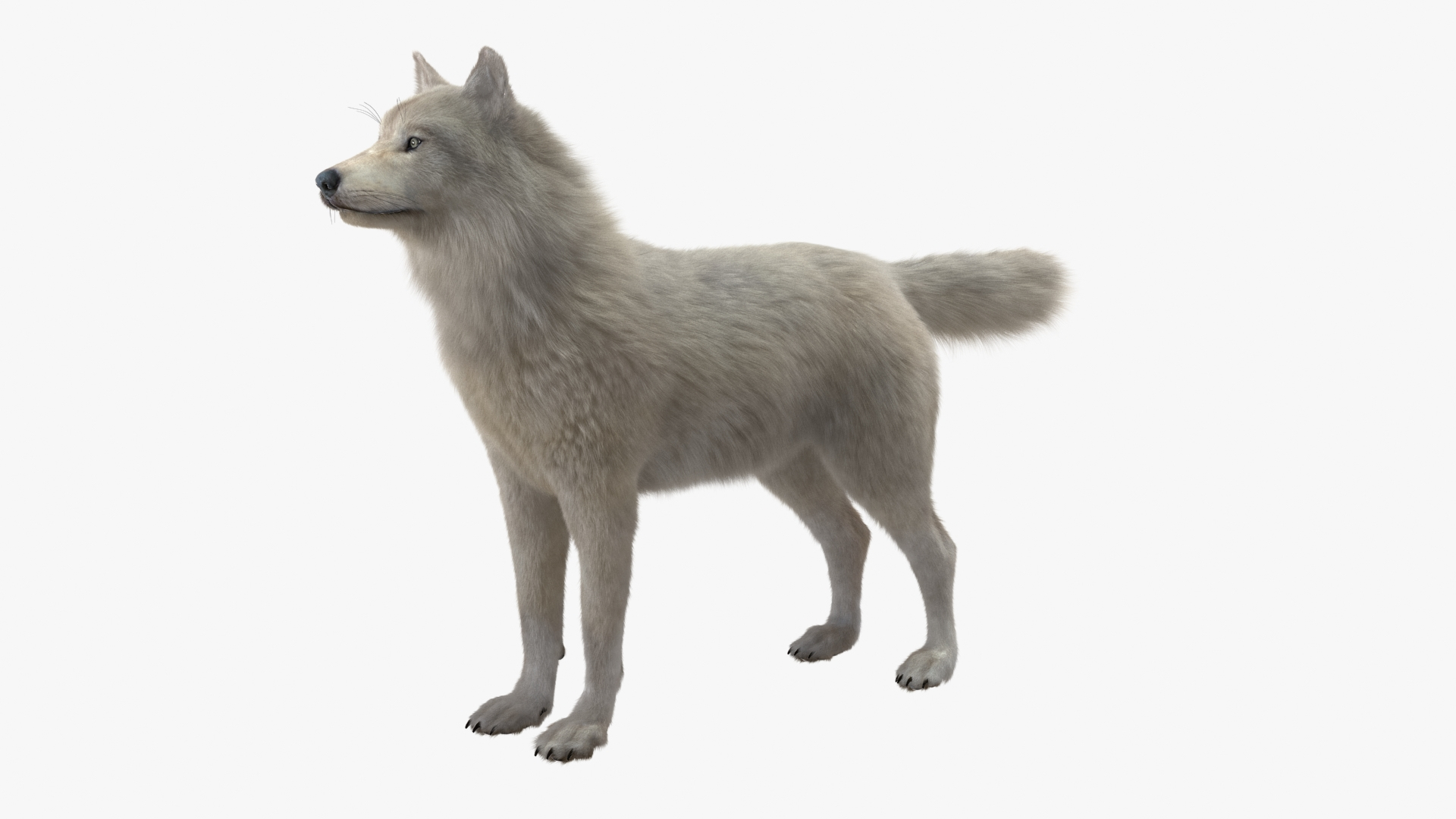 Polar Wolf Fur model https://p.turbosquid.com/ts-thumb/Hi/UrqkwG/iN/polar_wolf_fur_360/jpg/1713308925/1920x1080/turn_fit_q99/05a6a15c84f495a1a8b7978ef5ca6ae3c0420f0b/polar_wolf_fur_360-1.jpg