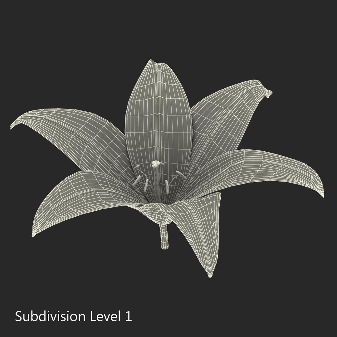 Lily Flower 3d C4d