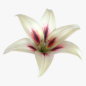 lily flower 3d c4d