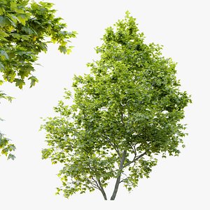 Sycamore maple 2 3D model