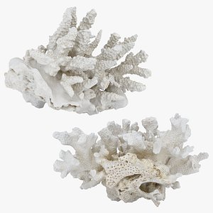3D White Coral Reef Collection