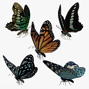 Butterflies pack 3D model