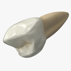 3D model human teeth lower premolar