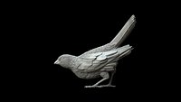 bird