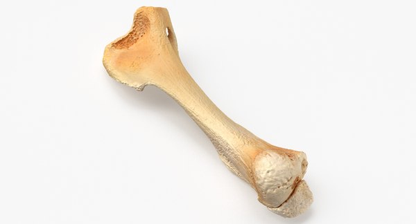 3D модель Кенгуру Красношейный Валлаби Плечевая кость 01 - TurboSquid  2068816