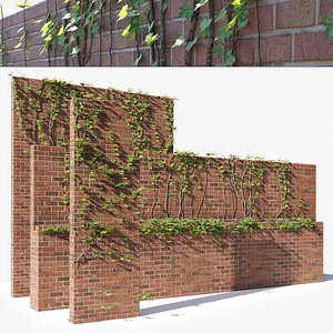 climber plants on walls 3D