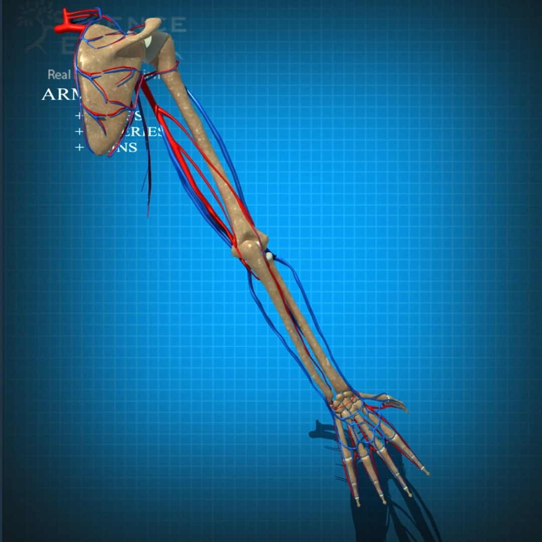 3d Veins Arteries Model