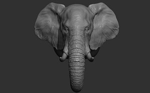 Elephant head model