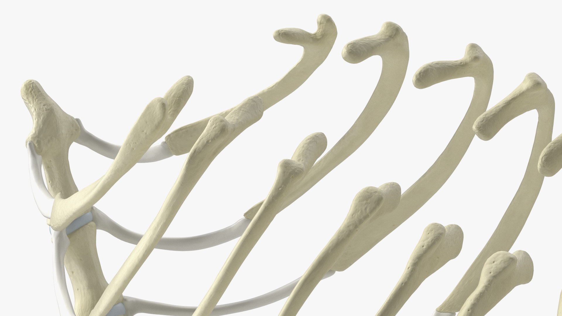 3D Anatomical Skeleton Of Dog Rib Cage - TurboSquid 2391424
