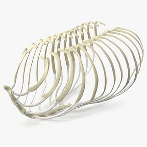Anatomical Skeleton of Dog Rib Cage