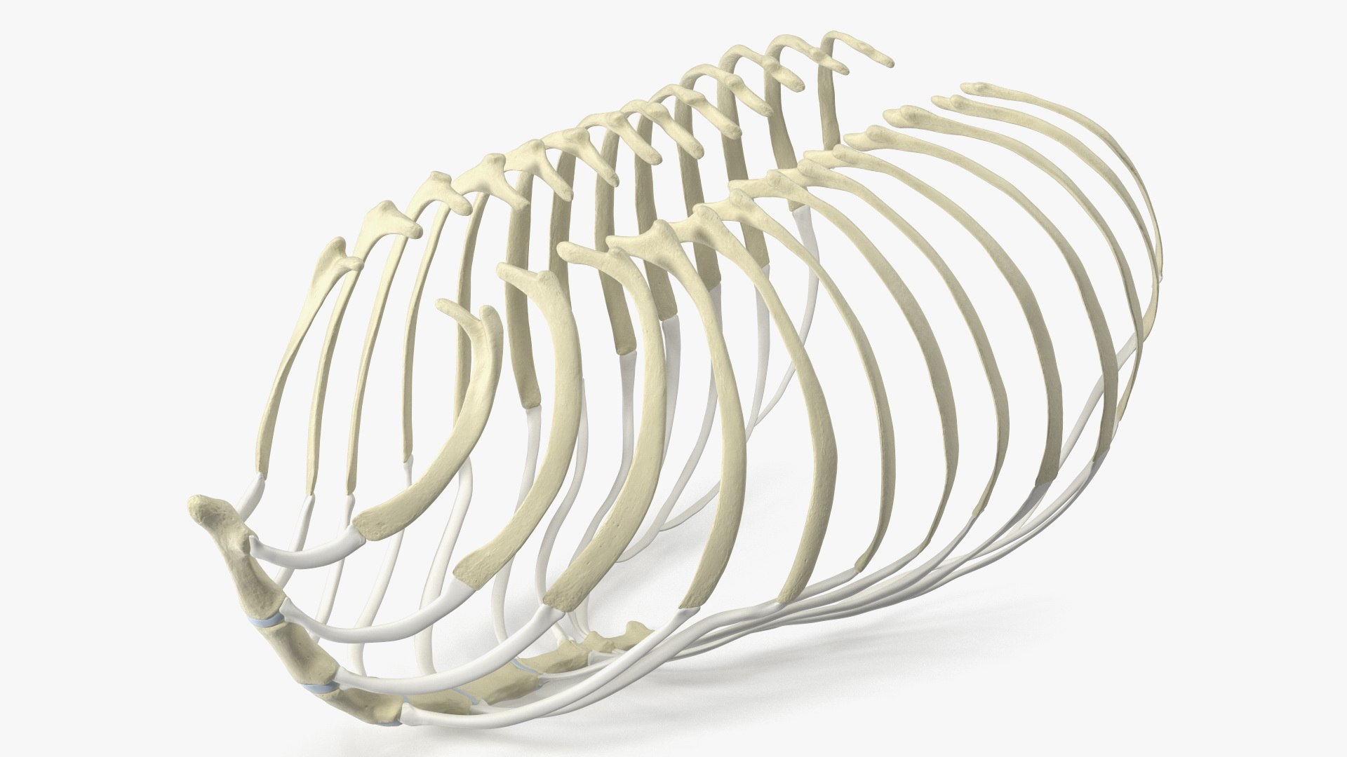 Anatomical Skeleton of Dog Rib Cage 3D model preview