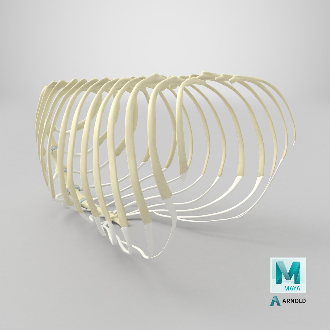 3D Anatomical Skeleton Of Dog Rib Cage - TurboSquid 2391424