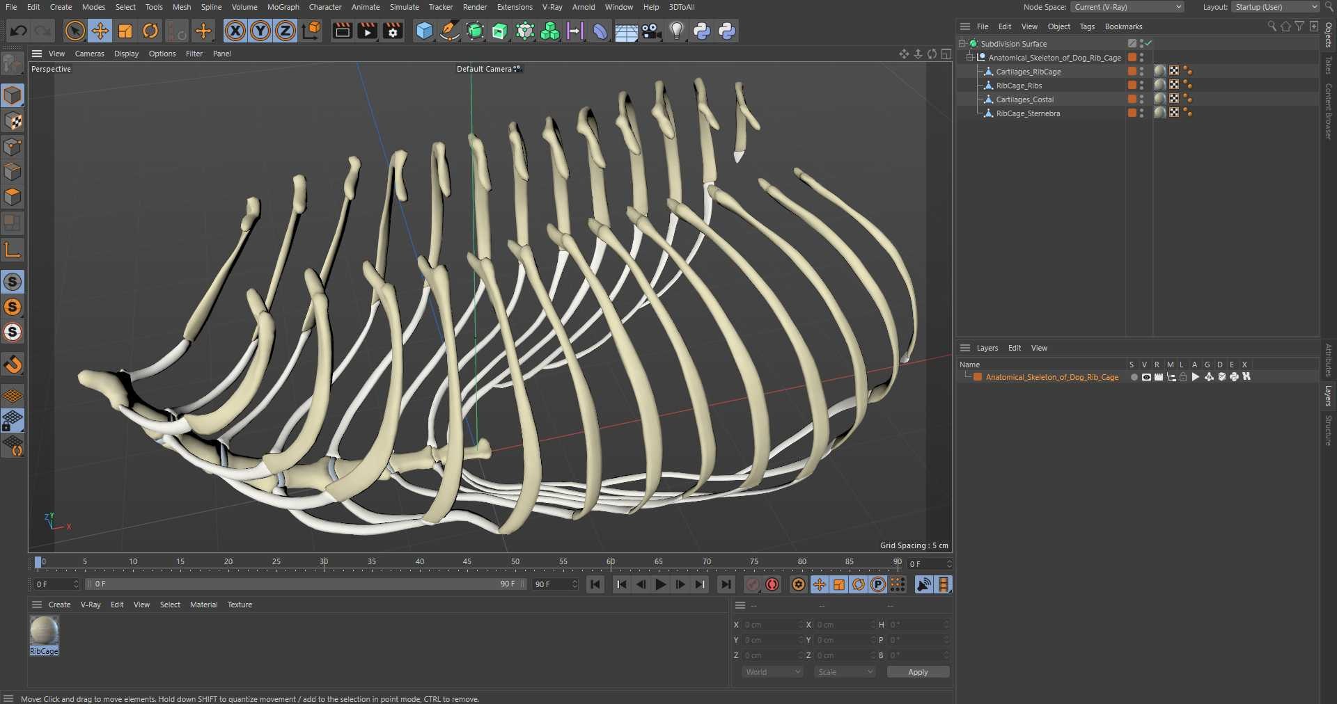 3D Anatomical Skeleton Of Dog Rib Cage - TurboSquid 2391424