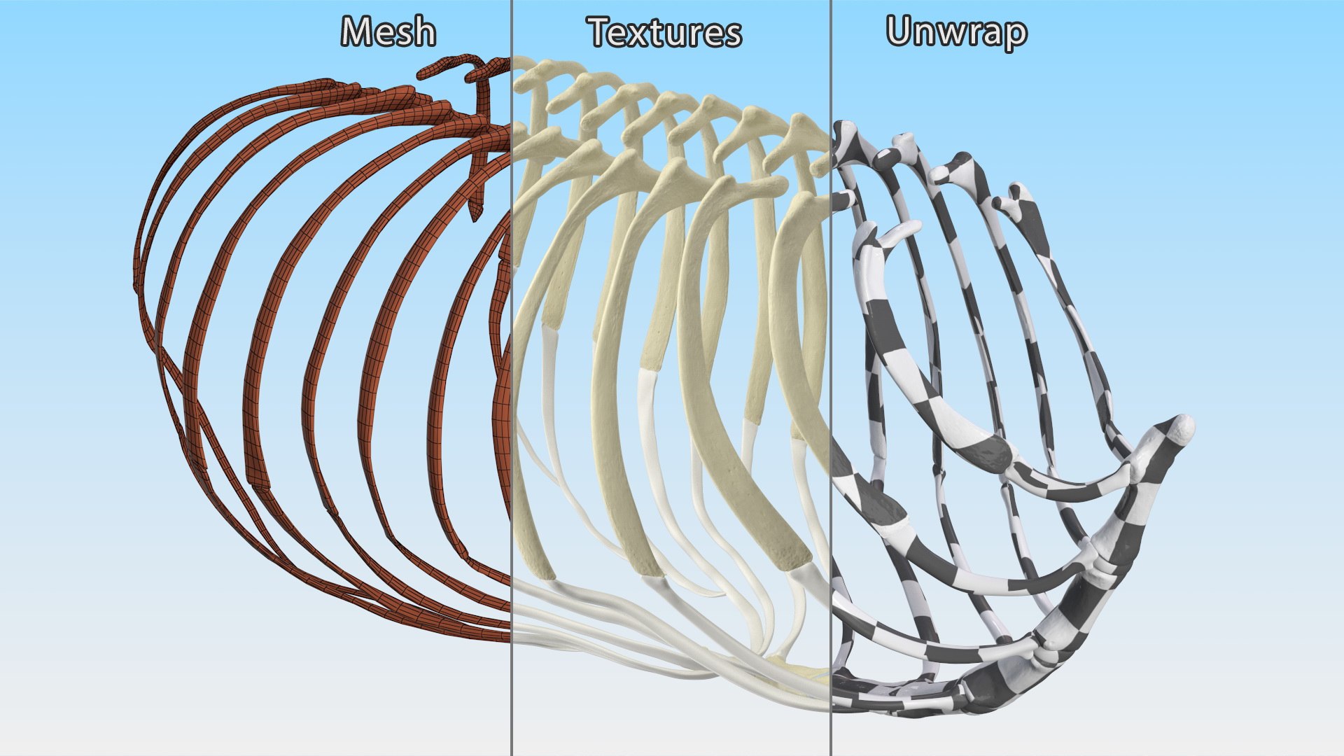 3D Anatomical Skeleton Of Dog Rib Cage - TurboSquid 2391424