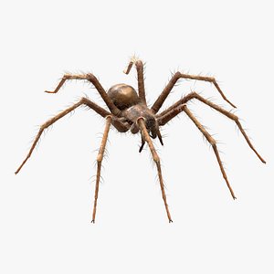 Tegenaria Domestica Static