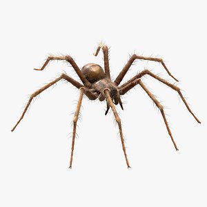 Tegenaria Domestica Static