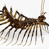 House Centipede Fur Rigged