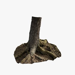 Anydrafts Abies Trunk 10 3D