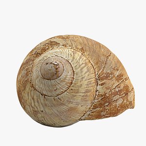 Snail shell